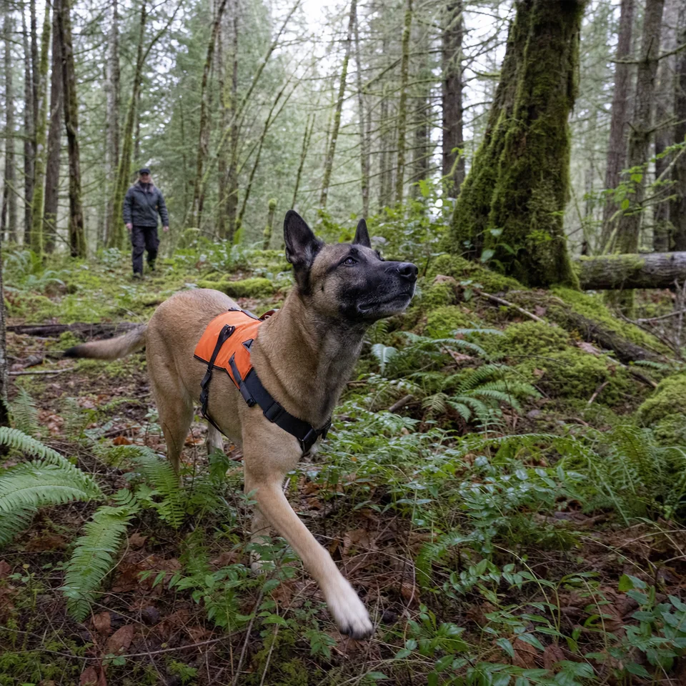 Pastor belga malinois realizando una búsqueda de área sin correa en un bosque denso